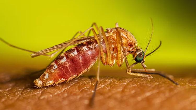 Febre do Nilo Ocidental: 8 perguntas e respostas sobre a doença