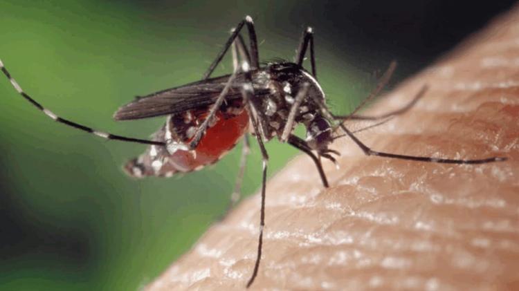 Occitanie : un cas de chikungunya détecté