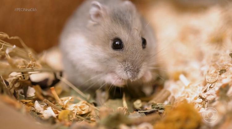 Como um problema com hamster virou uma empresa que fatura quase R$ 500 mil por ano