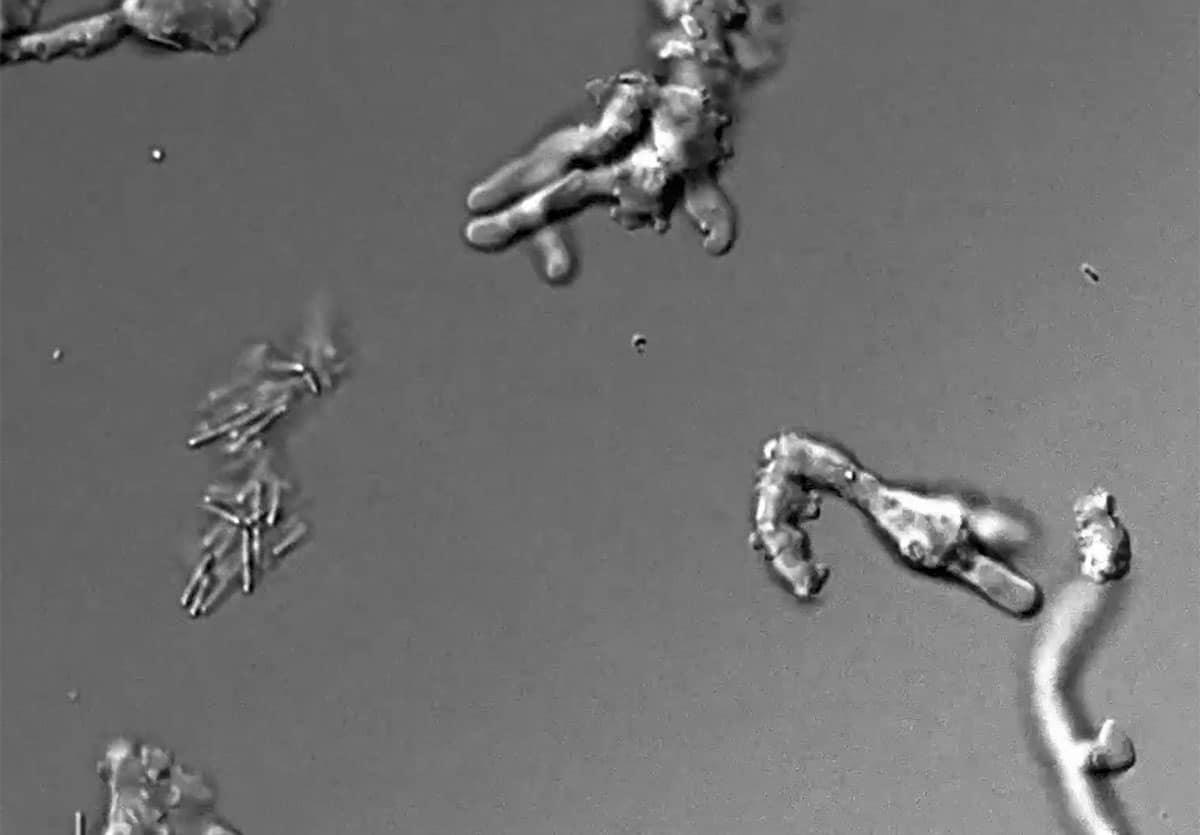Neuer Hitzerekord: Komplexe irdische Zellen gedeihen bei 63°