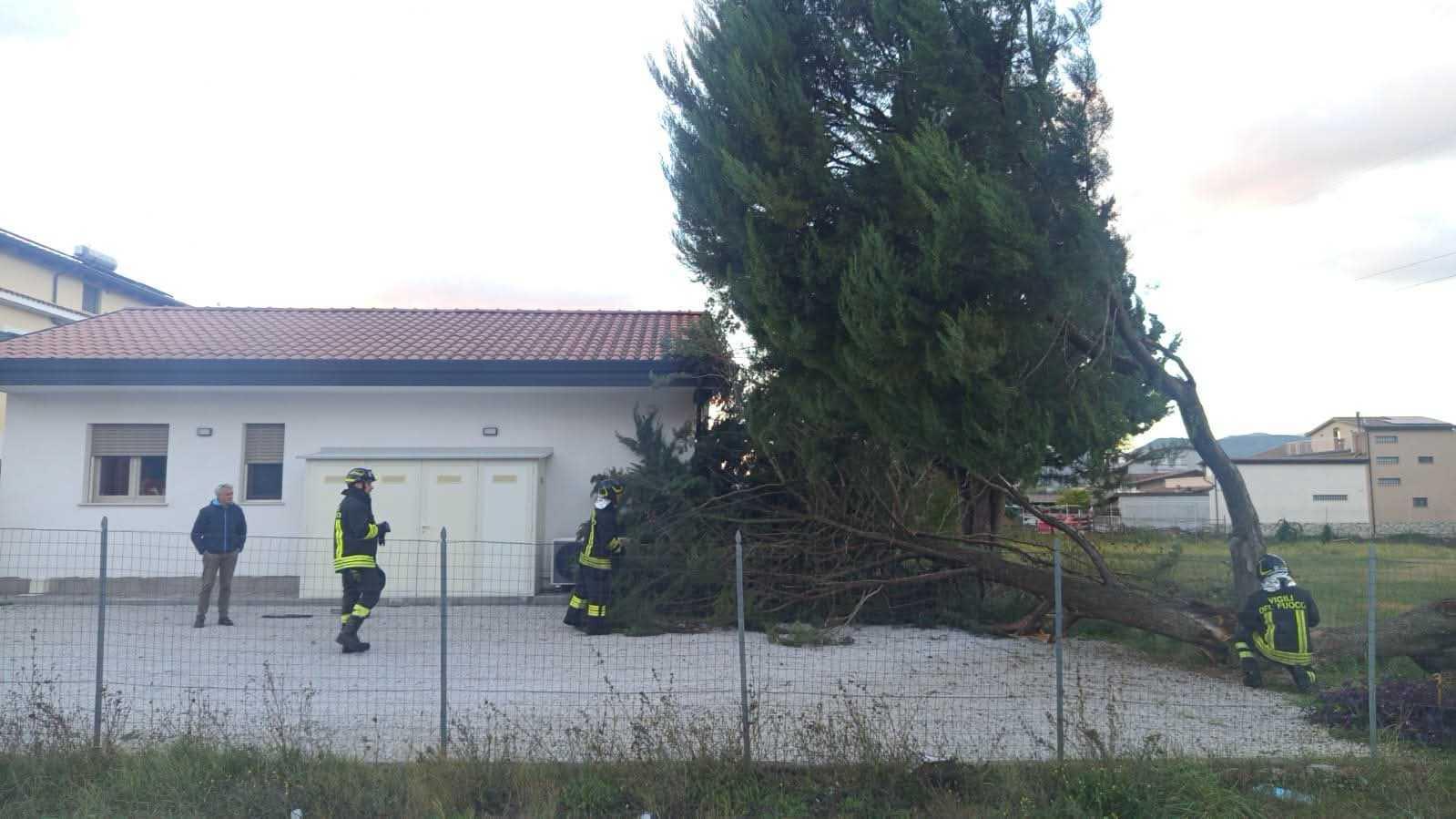 Albero crolla davanti a un’abitazione a Sala Consilina: famiglie bloccate in casa
