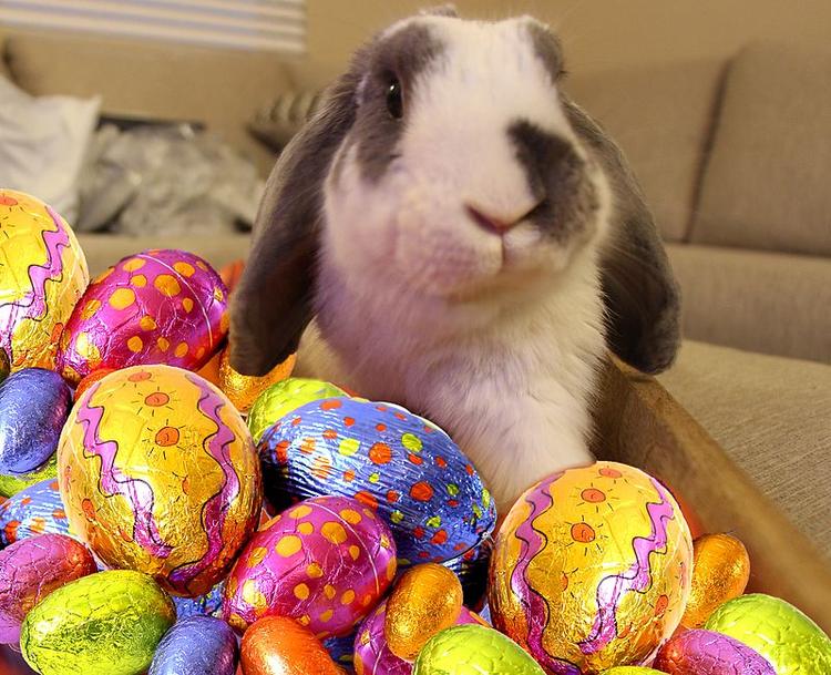 bunny