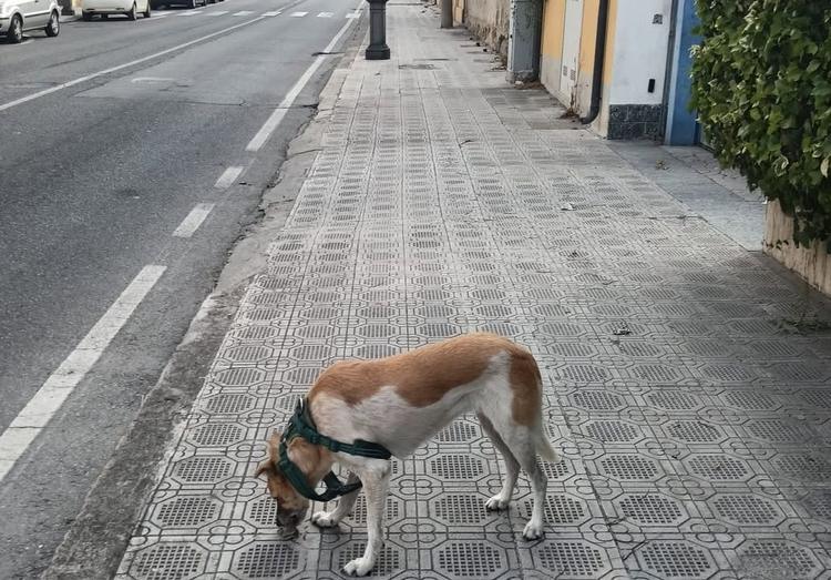 ❗❗Comunicazione: è stato ritrovato questo cane con microchip.❗❗ ℹ️👮‍♂️Rivolgersi al Comando della Polizia locale