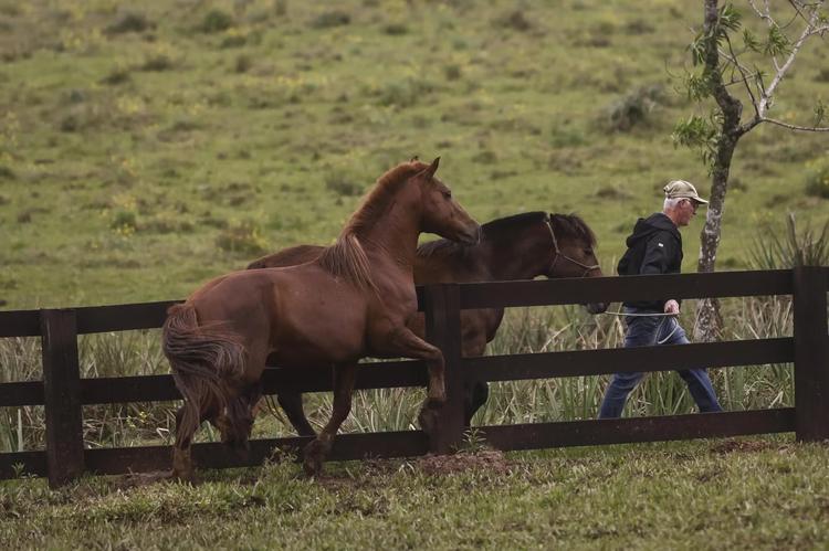 Exames, adaptação e ciclo reprodutivo: entenda os próximos passos entre Cavalo Caramelo e égua escolhida para reprodução