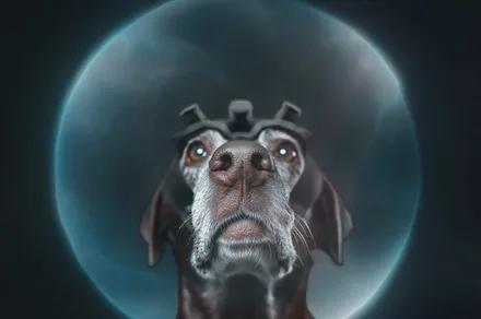 AI’s new cancer-screening partner has four legs and a very good nose
