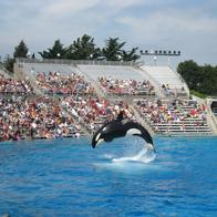 Marineland : victoire pour OneVoice