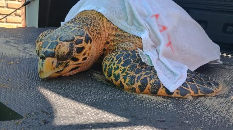 Tartaruga ameaçada é resgatada ferida em praia de Maceió; VÍDEO