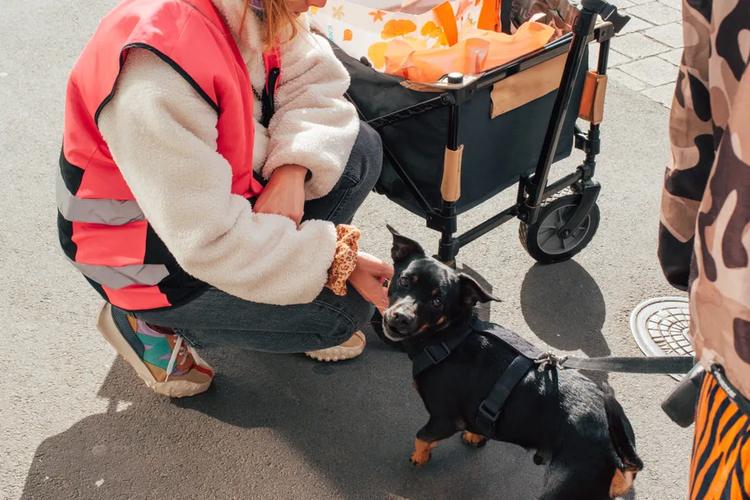 "Franchement, ça m’aide, mon chat mange comme quatre" : une maraude pour nourrir et soigner les animaux des personnes précaires