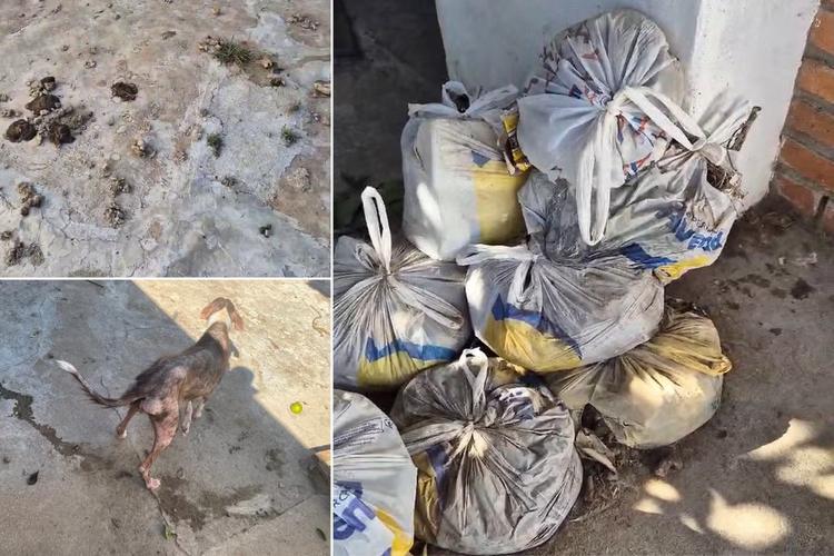'Você abandonaria um parente?': caso de 'montanha' de fezes e cães à beira da morte expõe maus-tratos a animais no oeste paulista
