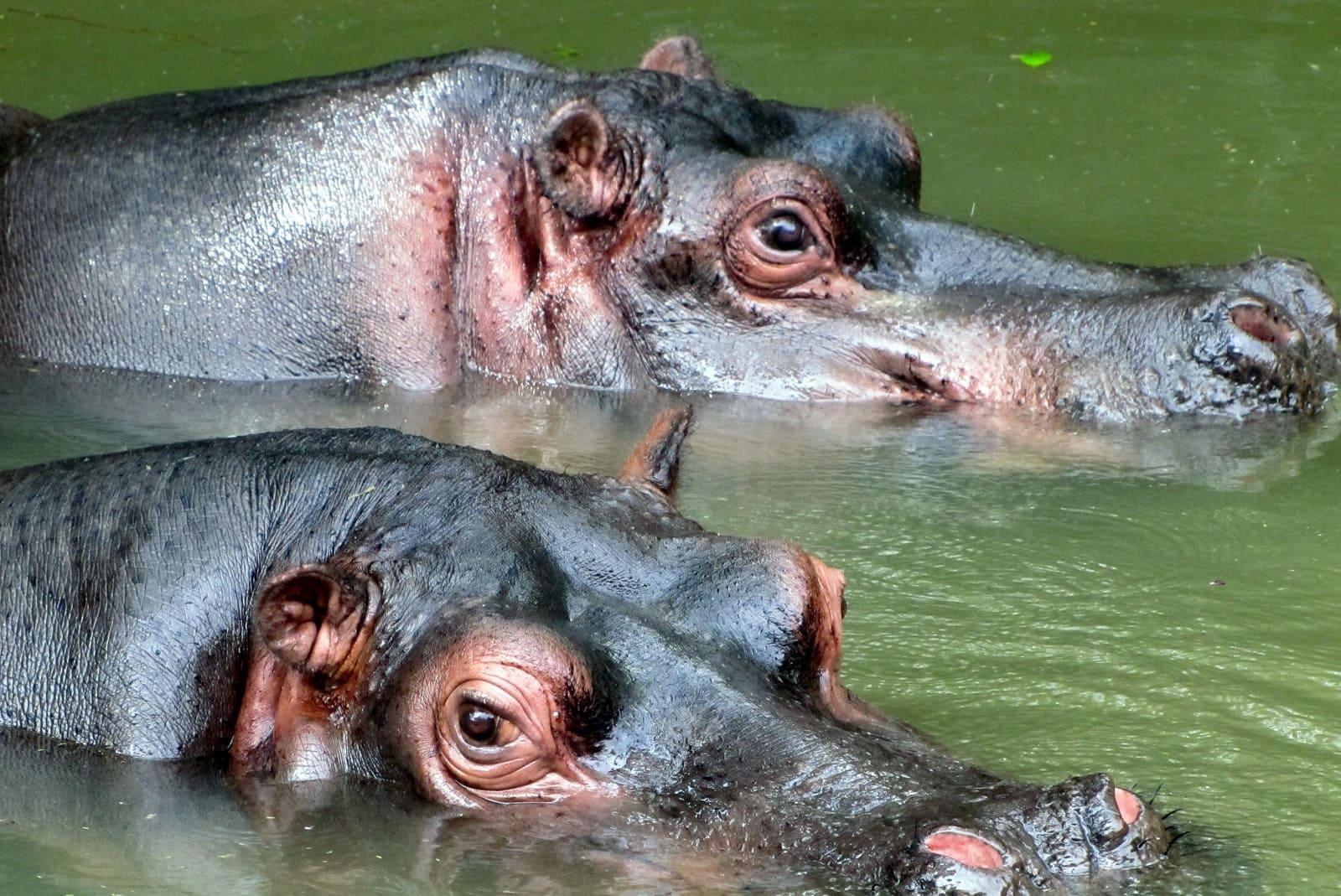 Indian Organization to Visit Colombia to Evaluate Hippo Relocation Efforts