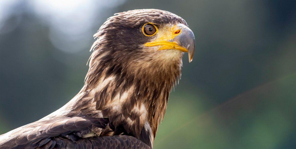 Tierpark Rheinböllen: GREIFVÖGEL IM PARK
