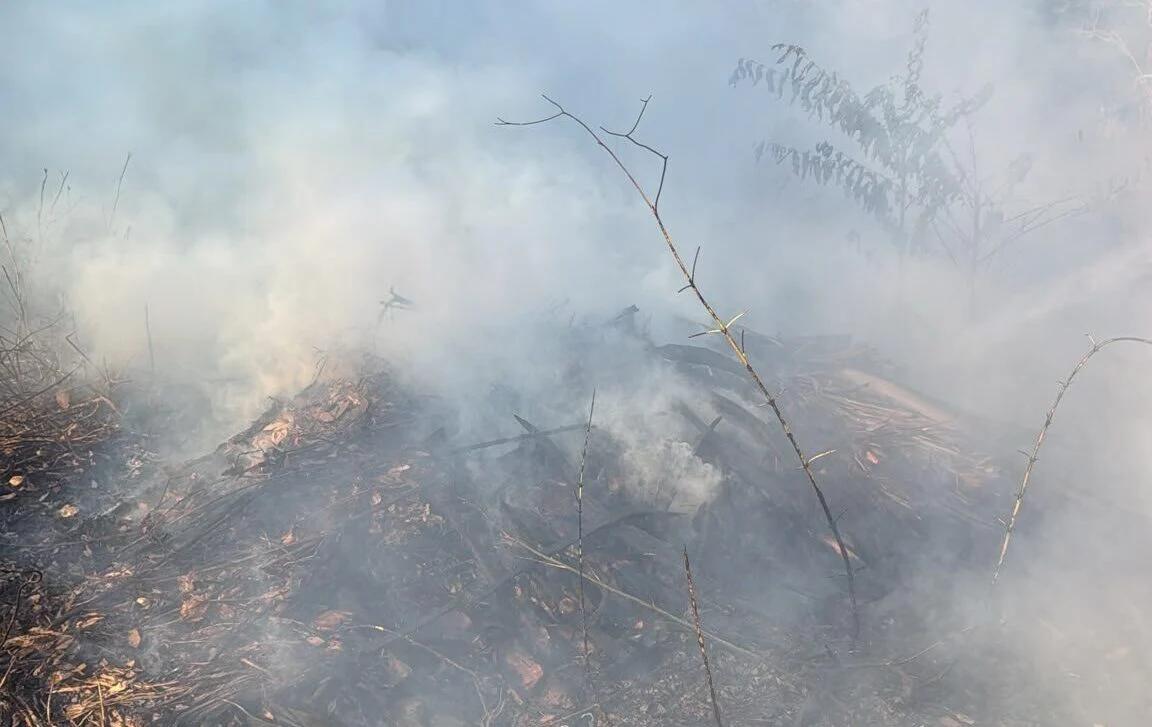 Incendio ad Ascea, fiamme in un canneto a Grisi: intervento immediato dei soccorsi