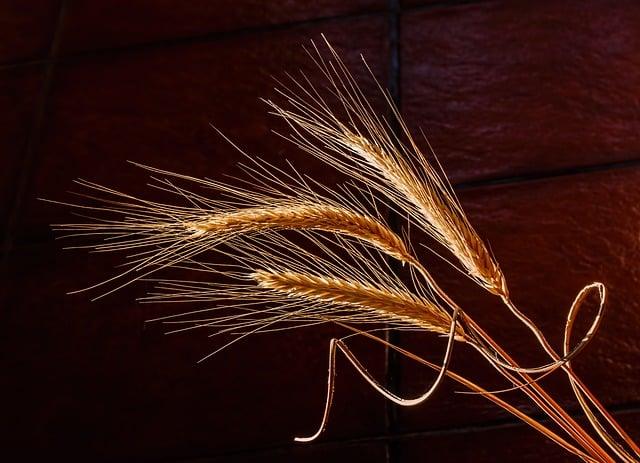Barley Genes Linked to Stress and Grain Quality