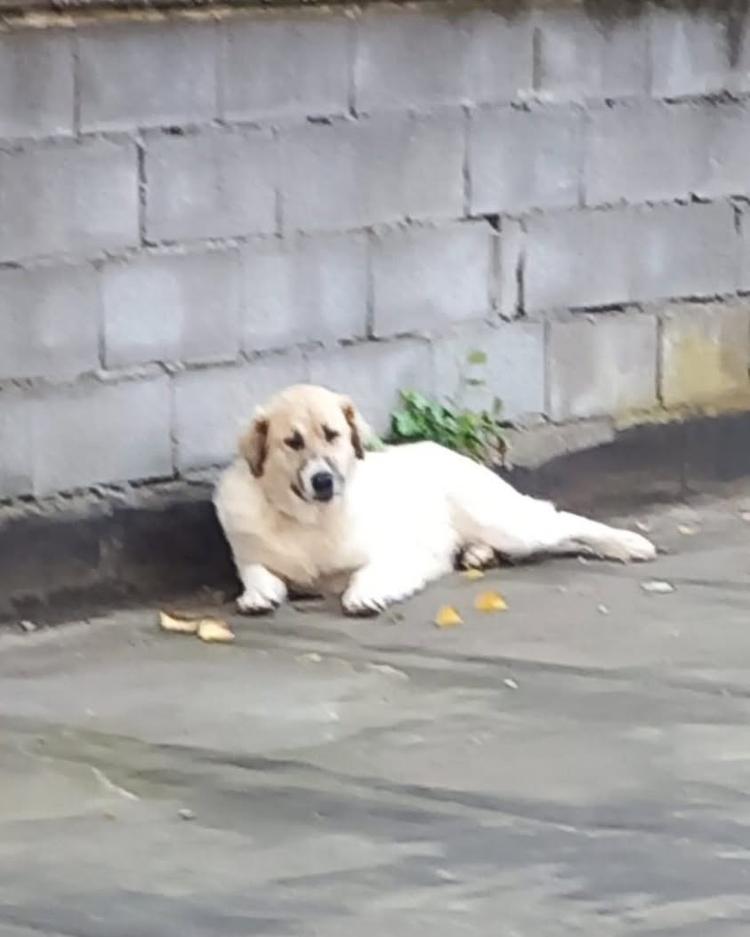 🚨 ATTENZIONE – CANE SMARRITO 🚨 Nella giornata di oggi, durante le operazioni di trasferimento da parte della Croce Oro...