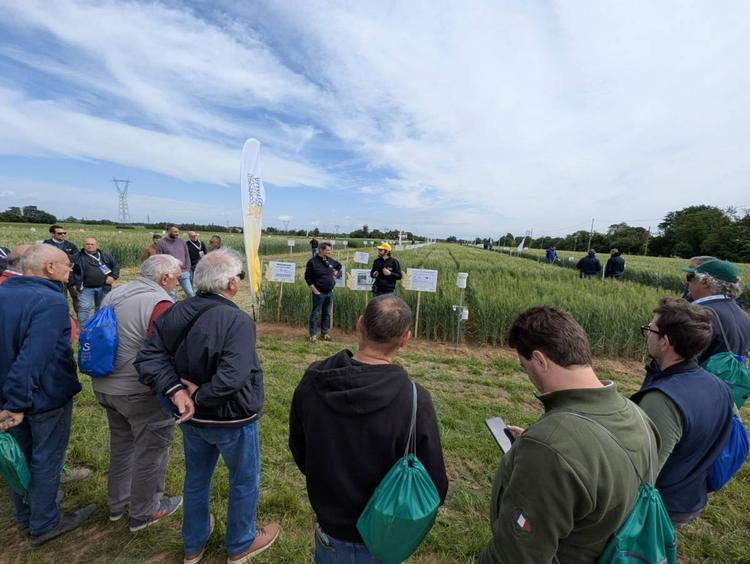 Consorzi Agrari d’Italia, cereali:  qualità in crescita ma criticità su superfici, prezzi e costi di produzione