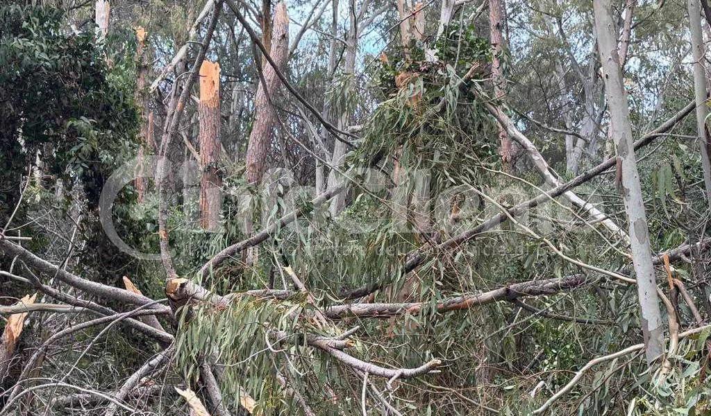 Maltempo a Vallo della Lucania: albero crolla a Montisani, famiglie al buio