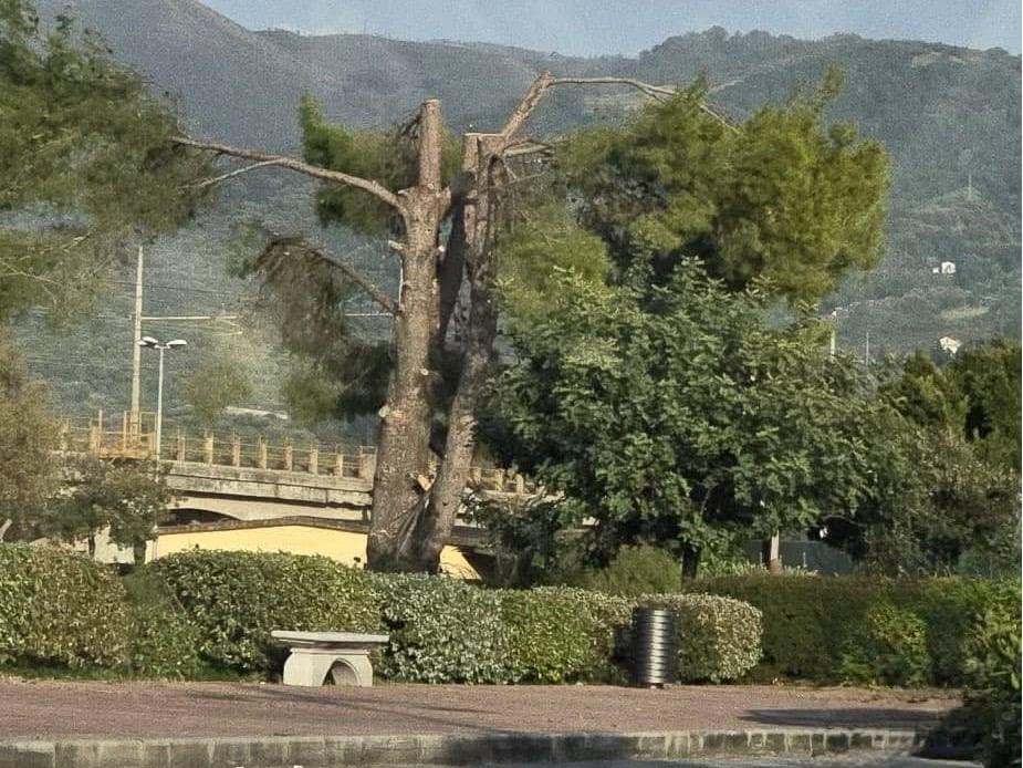 Potature a Velia, il gruppo Ascea in testa chiede chiarimenti al Comune