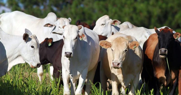 Produção de carne bovina do Brasil deve cair em 2026 em meio a tarifas e barreiras comerciais