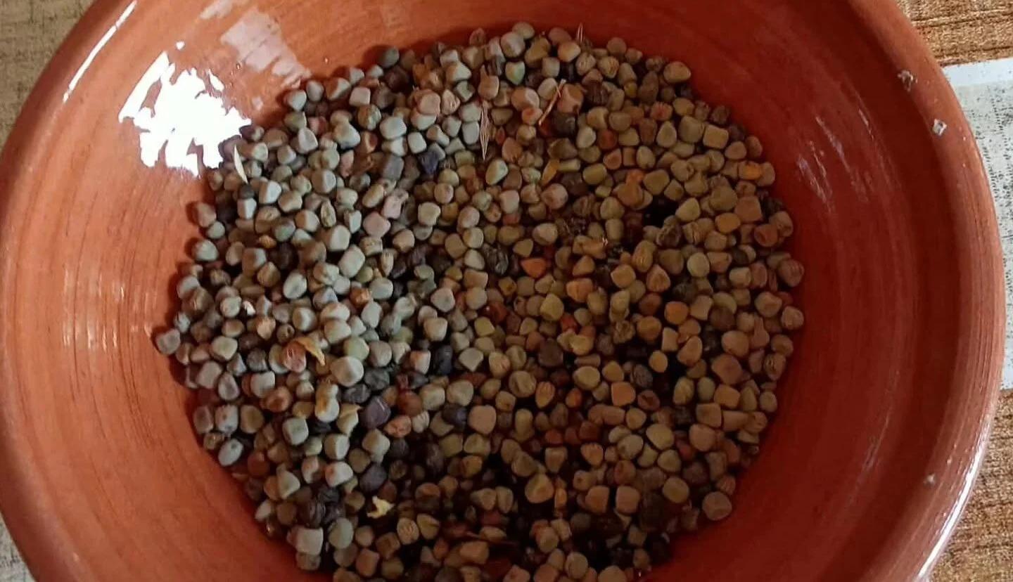 Lentiscosa: tutto pronto per la Festa del Maracuoccio, due giorni tra gusto, tradizione e divertimento