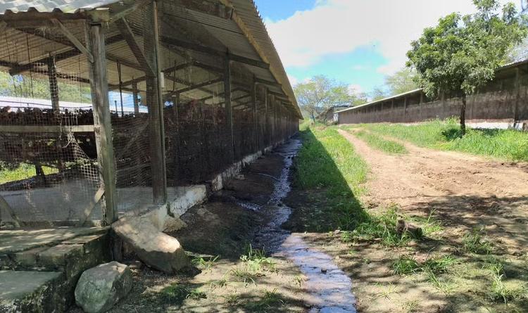 Dona de granja de galinhas é presa por poluição ambiental, em Campina Grande