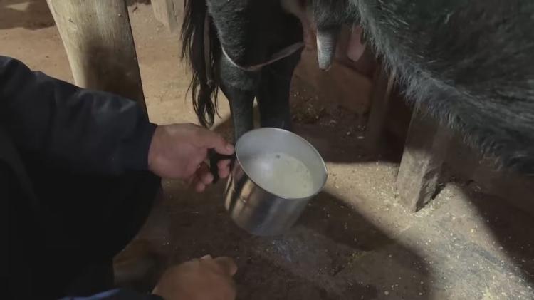 Turistas madrugam para ordenhar vacas e experimentar 'camargo', o 1º leite da vaca, em Cambará do Sul
