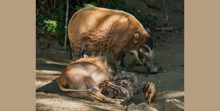  Jungtiere im Opel-Zoo: Vier Ferkel bei den Afrikanischen Pinselohrschweinen