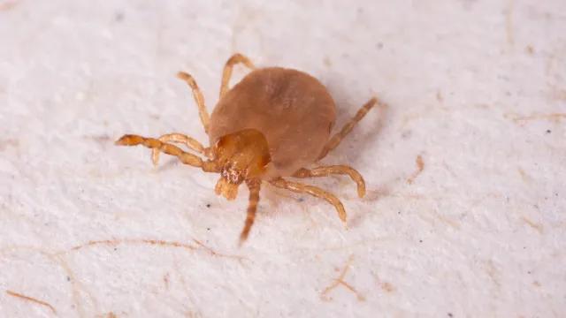 Minas Gerais registra 20 casos e três mortes por febre maculosa em 2026