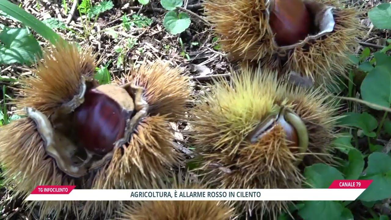 Castanicoltura in Cilento, è allarme rosso: l’insetto killer torna a colpire e il maltempo flagella i raccolti