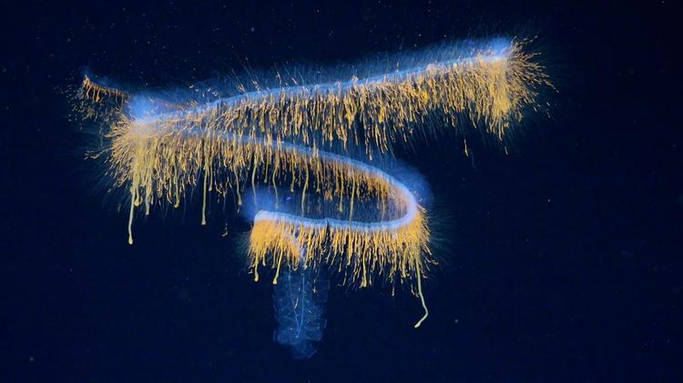 Cílios luminosos e seres de vidro: expedição encerrada em Fortaleza encontra 31 espécies exóticas no fundo do oceano