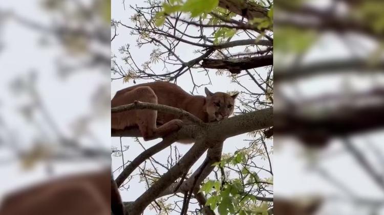 VÍDEO: onça-parda é flagrada no alto de árvore em bairro de Itararé