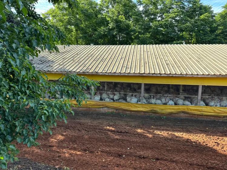 Doença de Newcastle: 6 mil aves são abatidas em granja no Oeste de SC