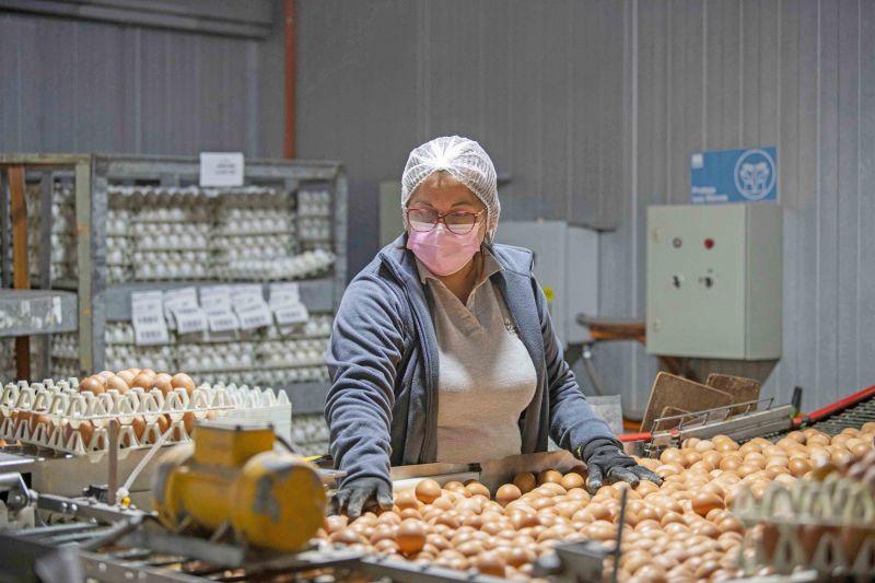 Más huevos, más cerdo y más dólares para Argentina
