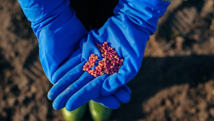 Seed Priming Boosts Crop Resistance to Pests