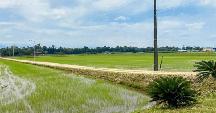 Arroz perde rentabilidade e desafia produtores de Camboriú