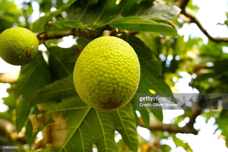Multiple peer-reviewed studies, including a 2015 paper in the journal Amino Acids, confirm breadfruit contains all nine essential amino acids
