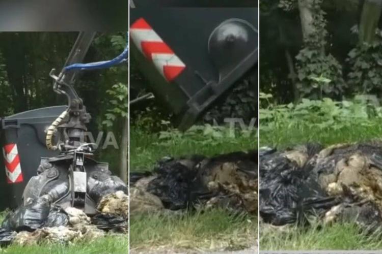 Decine di carcasse di ovini macellati, l'ombra della festa islamica dietro la mattanza nei boschi