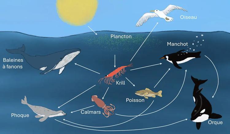 Krill antarctique : une espèce clé de l’océan Austral