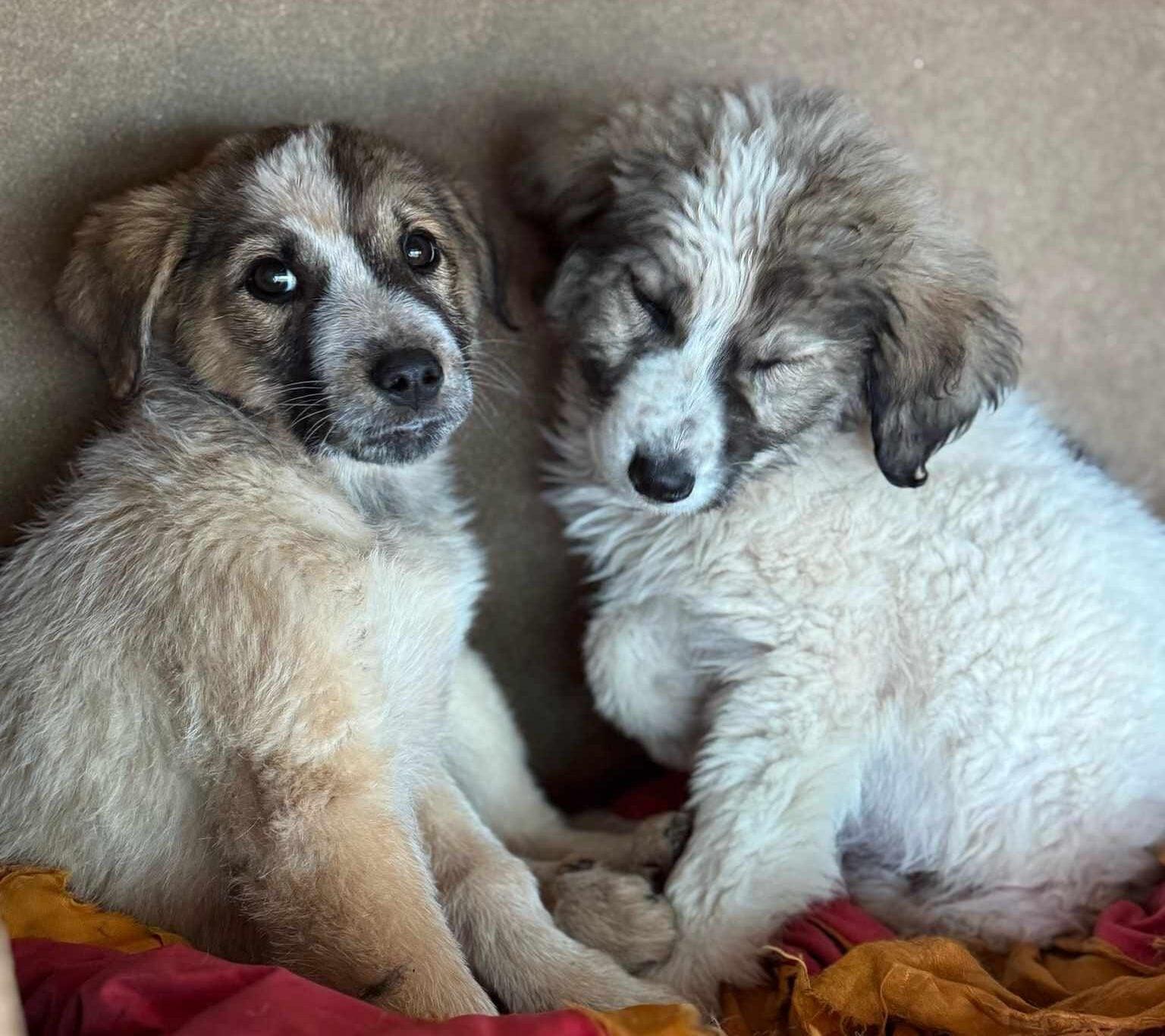 Sant’Arsenio, salvati 7 cuccioli e 5 gattini abbandonati: il Comune apre alle adozioni