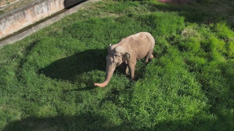 Elefante Sandro: entenda a disputa judicial pela transferência do animal do zoo de Sorocaba