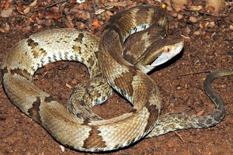 Mulher de 92 anos morre após ser atacada por jararaca em fazenda no Marajó