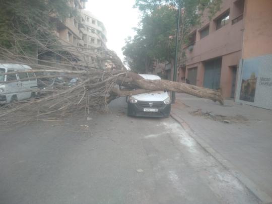 سقوط شجرة ضخمة على سيارة بمراكش