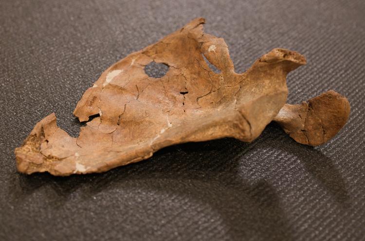 Neandertal pode ter sido morto em confronto cara a cara há 75 mil anos; caso traz rara evidência de violência no Paleolítico