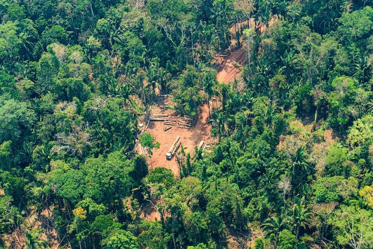 Justiça dá 120 dias para que ocupantes deixem Terra Indígena Piripkura em MT
