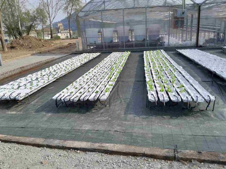 lanzo albert serra idroponica