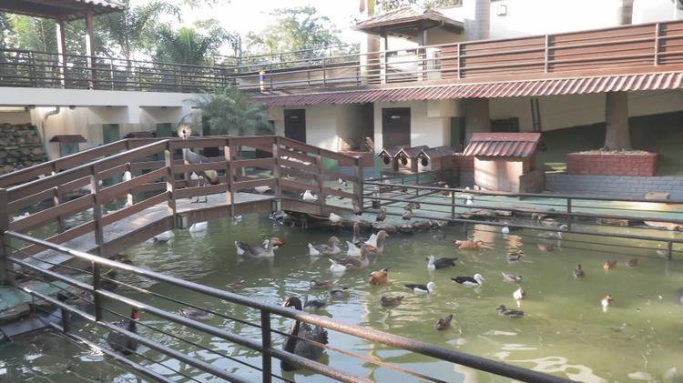 Mais de 160 animais de 18 espécies são resgatados em operação contra tráfico ilegal em MG