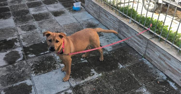 Mulher abandona cãozinho preso pela guia em rua de Balneário Camboriú; animal foi resgatado
