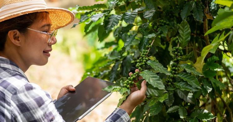 Cooxupé impulsiona educação e formação cooperativista na cafeicultura