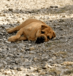 Comment protéger son chien de la chaleur cet été ?