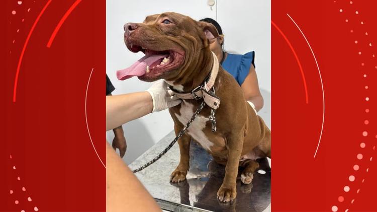 Ifap oferece atendimento veterinário gratuito para animais domésticos e silvestres em Porto Grande