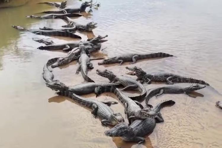 Vídeo: ‘Barreira de jacarés’ chama atenção nas 'praias' do Rio Taquari durante a seca